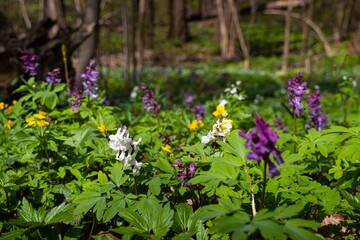 Fototapeta premium colorful fumewort plants, possibly Corydalis solida in mysterious sunshine meadow, romantic mood, macro with tree trunks in background, light and shadow play, spring awakening ecotourism concept 