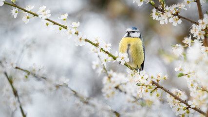 Blaumeise (Cyanistes) mit weißen blüten