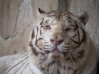 Close up view to white tiger in the zoo