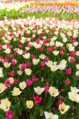 チューリップ畑の眺め
