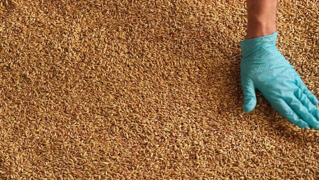 A gloved hand picks up grain for tactile inspection. Slow motion