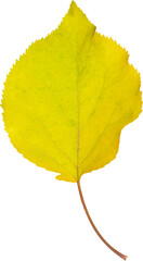 Yellow fall leaf