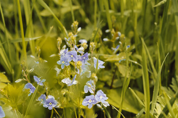 small blooming flowers in the meadow