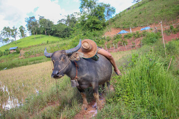 KoYaoNoi,KoYao district,thongmexay,laos:June21th, 2022 -laos farmer walking with buffolo in rice...