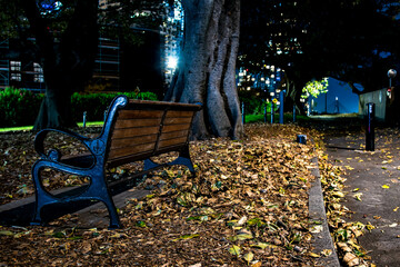 Sydney Park Bench at Night with Tree in the Background
