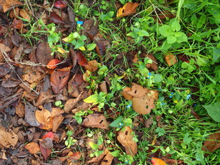 桜の枯れ葉と露草咲く秋の野原風景