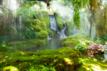 The Beautiful spring moss and fern in the garden under big trees, Chiang Mai, Thailand