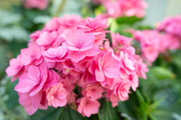 The Blooming pink hydrangea or hortensia flowers with gentle fragrance in the garden.