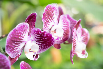 Close up portrait of beautiful flowers, Orchid in the Botanical Garden, Orchidaceae.