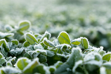 Closeup view of frozen clover leaves