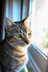 portrait of a cat