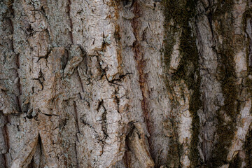Tree bark background, dry tree bark texture and background, nature concept