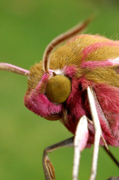 Closeup On The Colorful Pink To Green Elephant Moth, Deilephila Elpenor Against A Green Blurred Background