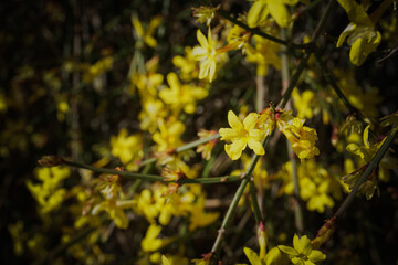 Background yellow spring flowers
