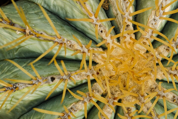 Cactus Background, Full frame detail close up. Close up texture of green cactus with needles	