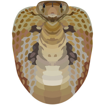 Cobra. Illustration of a poisonous snake. Bright Portrait is depicted on a white background. Vector graphics. Animal logo