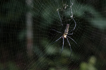 Large spider building the spider web