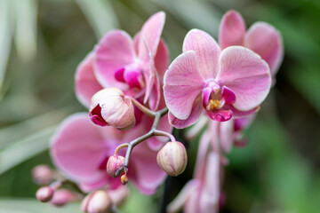 Naklejka na ściany i meble Orchidea, storczyk, Palmitos Park, Gran Canaria, Hiszpania
