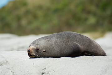 Obraz premium Sealion