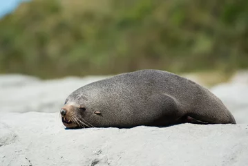 Sealion © Rupert