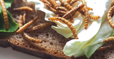Dried Mealworms the new super human food with bread and salad