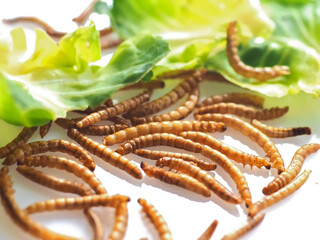 Mealworms the new super human food with salad