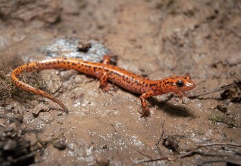 Cave salamander macro field guide portrait 