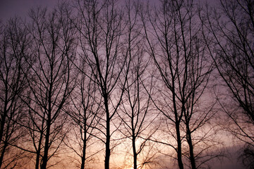 The sunset through the branches of a group of trees.