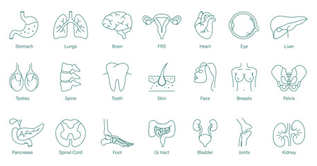 human body organs biology vector illustration