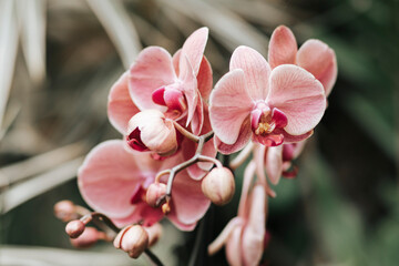Orchidea, storczyk, Palmitos Park, Gran Canaria, Hiszpania - obrazy, fototapety, plakaty