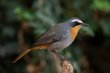 Cape robin perched against a dark background