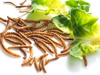 Mealworms the new super human food with salad