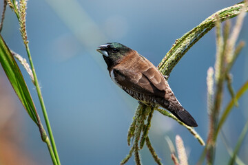 Bronze mannikin sitting on a grass stem 