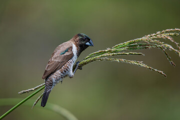 Bronze mannikin sitting on a grass stem 