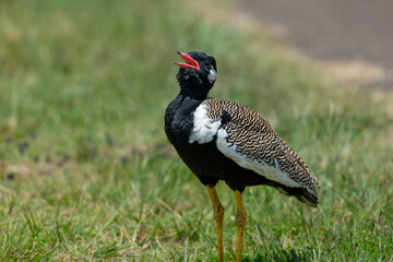 Male northern black Korhaan calling, Rietvlei nature reserve