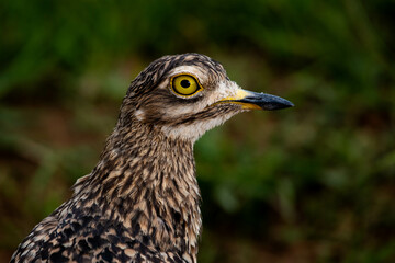 closeup of a spotted thick-knee (spotted dikkop) against a dark background
