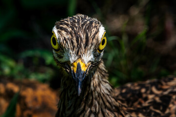 closeup of a spotted thick-knee (spotted dikkop) against a dark background