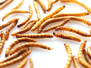 Mealworms the new super human food on white background