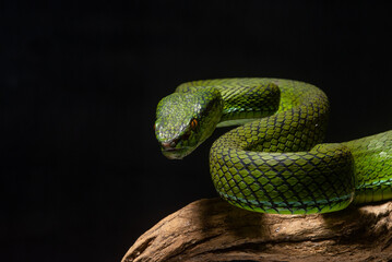 The newly discovered species of pit viper Trimeresurus whitteni endemic to Mentawai Islands on attacking position, hanging on curved wood with black background 