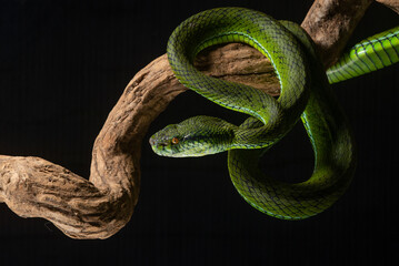 The newly discovered species of pit viper Trimeresurus whitteni endemic to Mentawai Islands on attacking position, hanging on curved wood with black background 