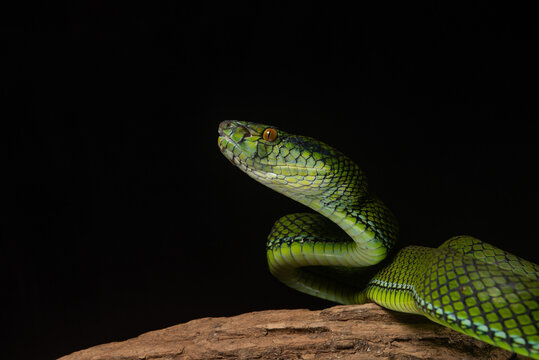 The newly discovered species of pit viper Trimeresurus whitteni endemic to Mentawai Islands on attacking position, hanging on curved wood with black background 