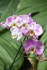 Orchidea na tle zielonych liści, storczyk, Palmitos Park, Gran Canaria, Hiszpania