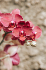 Orchidea, storczyk, Palmitos Park, Gran Canaria, Hiszpania - obrazy, fototapety, plakaty