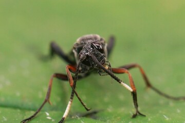Closeup on a large and colorful Ichneumonid wasp, Vulgichneumon saturatorius sitting on a green leaf