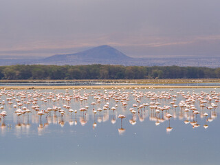 Fototapeta premium Pink Flamingos in Amboseli National Park, Kenya, Africa, October 2022