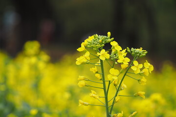 菜の花