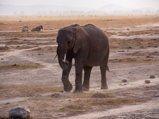 Obraz premium Africa, Kenia