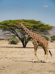Africa