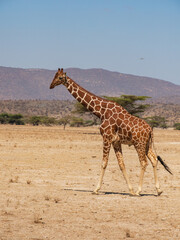 Africa