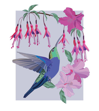 Poster botanical illustration of hummingbird with exotic flowers	